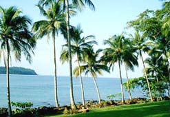 Coconut palms, sea and islands
