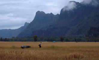 Paddy field, limestone mountains along Hinboun river, Laos,
