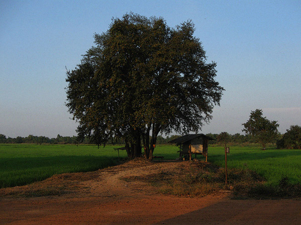 A hut in a paddy field