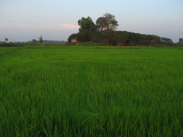 Green paddy