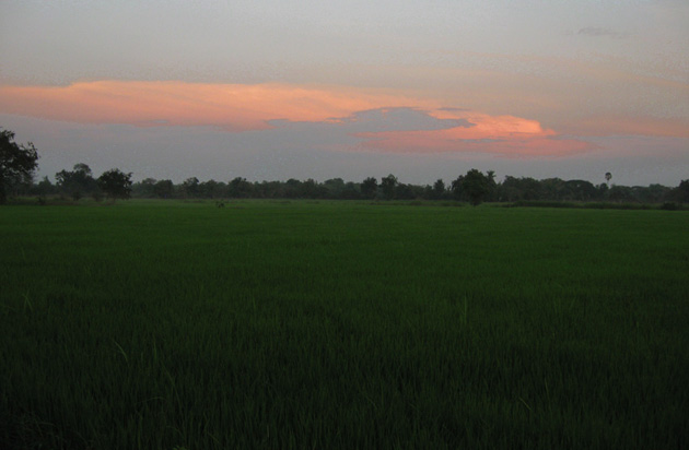Sunset on the paddy field