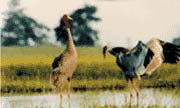 Wildlife and vegetation on Inle lake