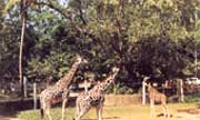 Yangon zoological garden