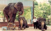 Yangon zoological garden
