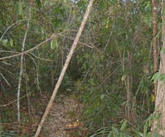 A forest trail