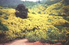 Sun flowers field on the trail to Mae Surin waterfall