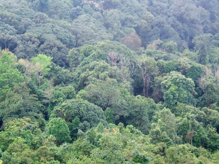 Rain forest plants