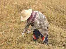 A farmer harvesting paddy - Khon Kaen