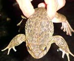 Spiny breased frog