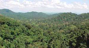 Khao Soi Dao Forest seen from 10th tier of waterfall