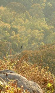 A lone bird in Nam Nao national park