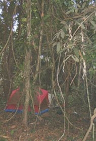 Our jungle camp