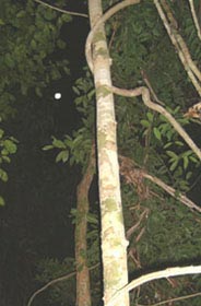 Full moon through the jungle