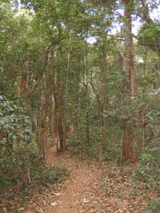 A section of the trail to the peak