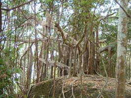 Giant ficus tree (Sai Ngam) on the trail to the top