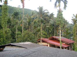 Kiriwong - fruit and vegetable orchards