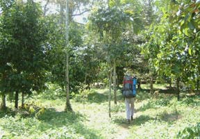 Begining of the trail to Khao Luang peak