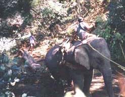 Elephant pulling a log