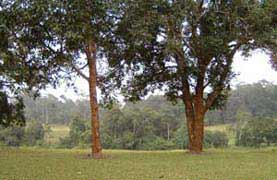 View from Bueng Pai