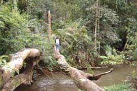 Crossing a stream: Khlong E-Tao to Bueng Pai station trail