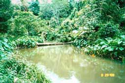 A stream behind the station