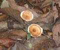 Mushrooms on the forest floor