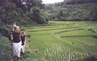 Hike the hills along rice fields