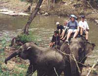 Elephant ride