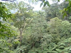 Green forest even in the dry month of April 2005