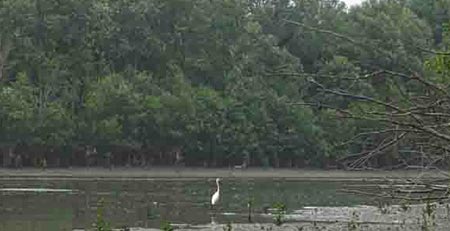 Mangrove forests on Ranong sea shore