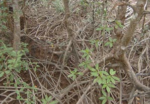 Mangrove plants