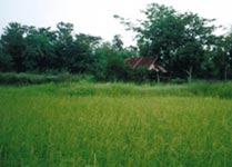 Typical paddy farm in the north-east