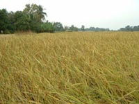 Paddy ready for harvesting