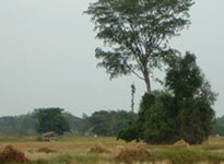 Harvest season