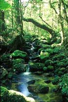 A stream in the forest