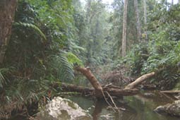 Khao Yai jungle