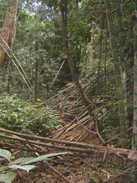 Kaeng Krachan jungle
